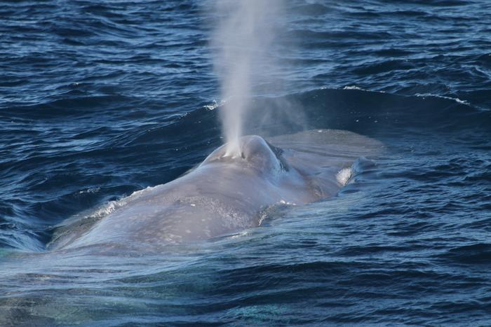 Cientistas revelam situação das baleias azuis no mundo